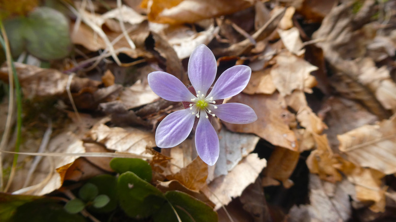 closeup of round-lobed liverleaf blooming around leaf litter