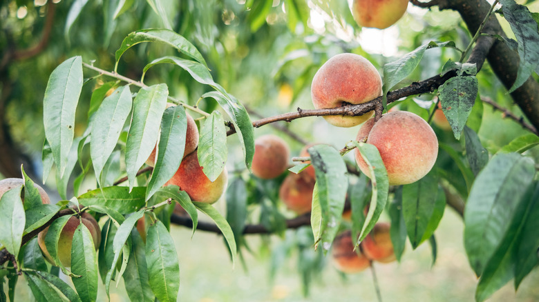 A healthy peach tree with ripe fruit