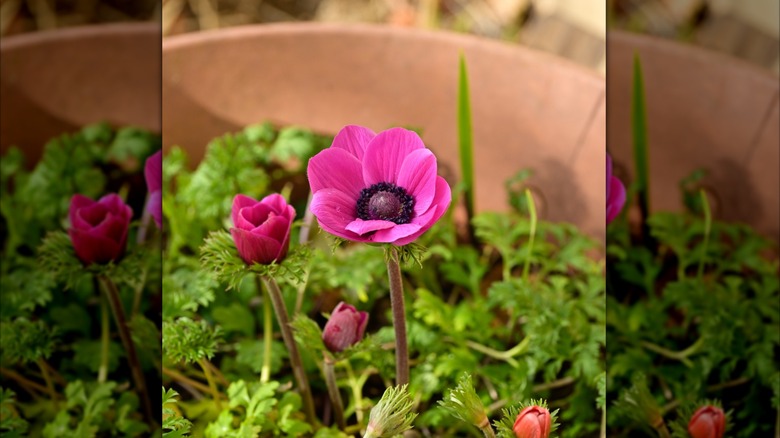 A pink poppy anemone flower growing in a pot