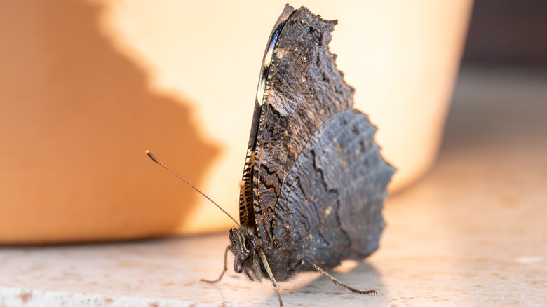 A butterfly with its wings closed on a counter near a planting pot