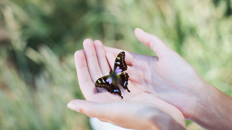 A black and purple butterfly resting on a person's hands with long grass in the background