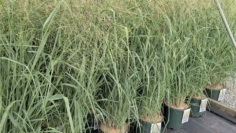Pots of 'Cloud Nine' switch grass growing at a nursery.