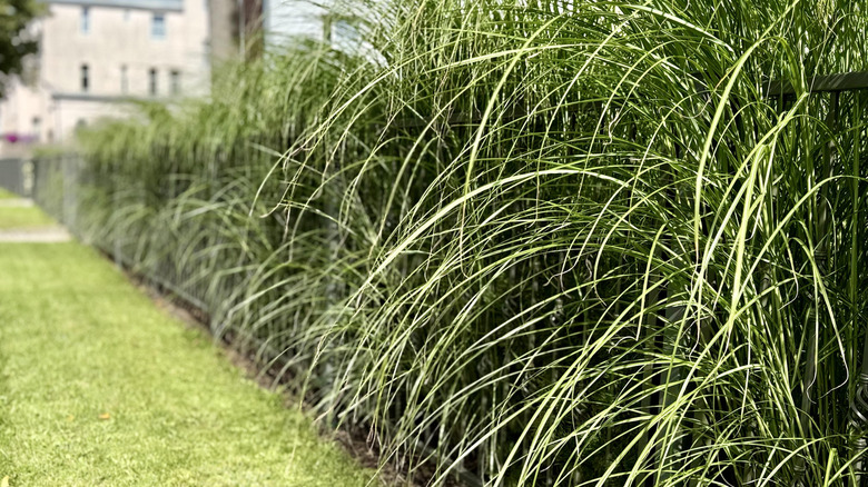 Tall ornamental grass serving as a natural privacy screen along a fence.