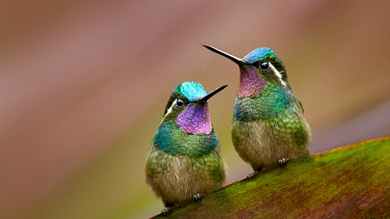 Two hummingbirds sitting together on a large leaf.