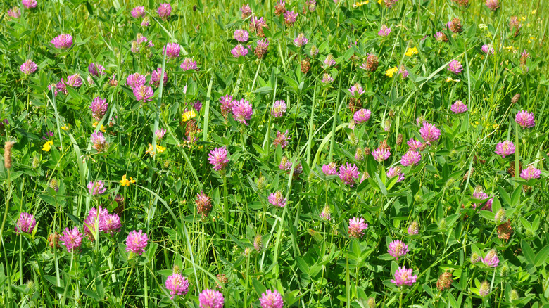 Two red clover stems and flowers pop up from an overgrown lawn.