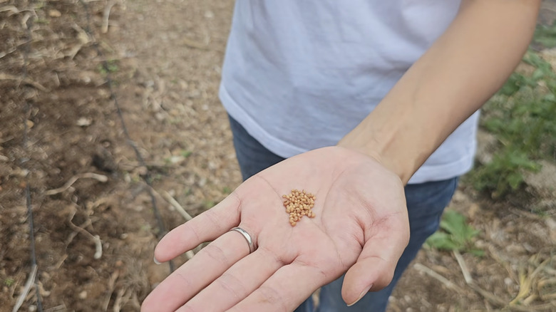 A woman holds some clover seeds in her hand as she prepares to sow them in her garden.