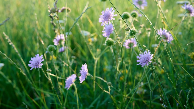 The pale purple blooms of field scabious are in the foreground of a sunny meadow