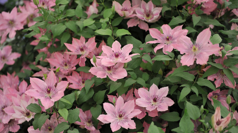Dozens of star-shaped, large pink flowers of 'Sarah Elizabeth' clematis against green foliage