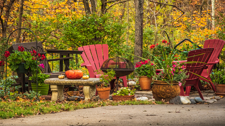 Nerines in full bloom