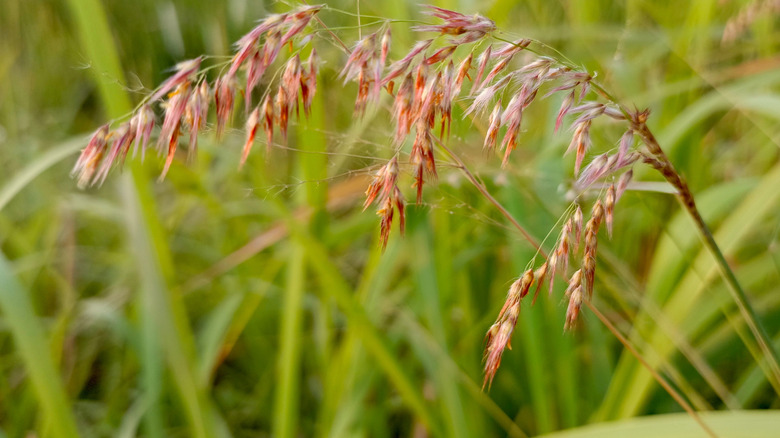 closeup of ruby grass growing outdoors