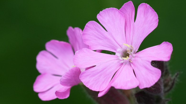 two red campion flowers blooming