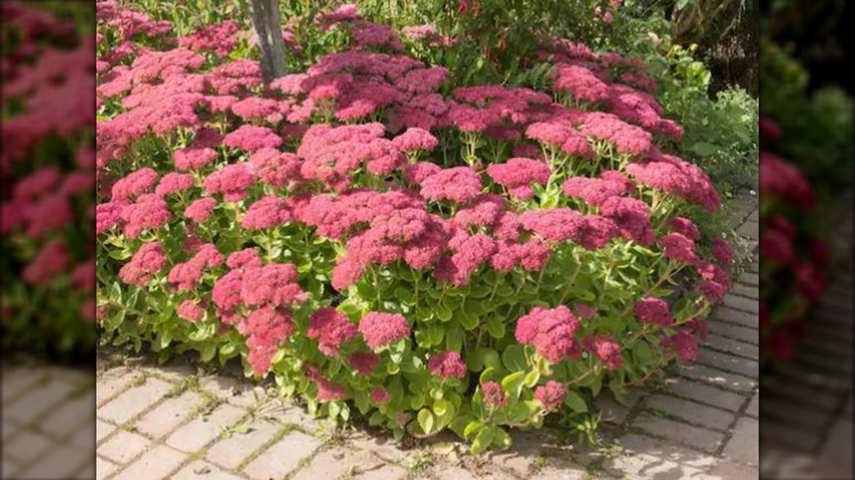 Autumn Joy sedum growing in garden with pink blooms