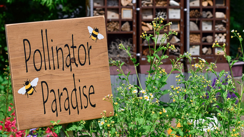 Stalks with yellow buds blooming in garden with sign reading Pollinator Paradise