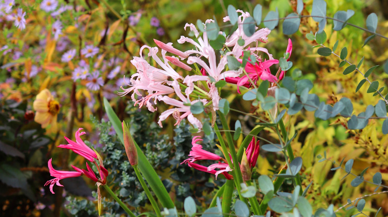 Thriving nerines planted in a container