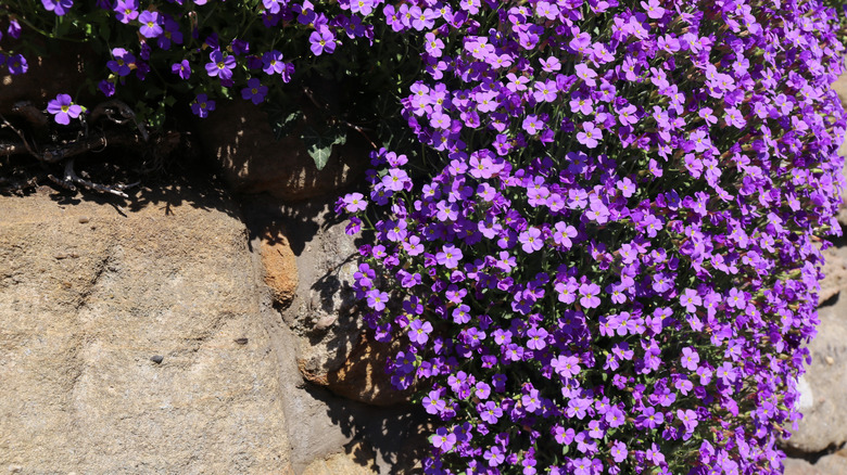 purple rock cress grows in trailing mounds with purple flowers and evergreen foliage