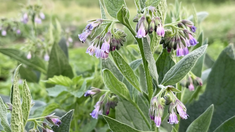 A comfrey plant with purple flowers growing in a garden.