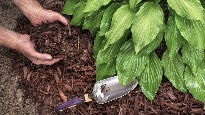 A person spreads bark mulch around the base of a large hosta growing in a garden bed.