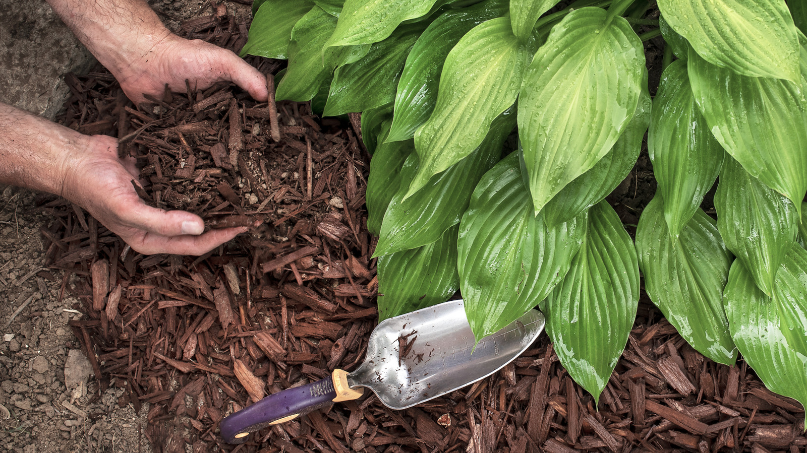 The Pretty Purple Perennial That Doubles As A Great Mulch Alternative