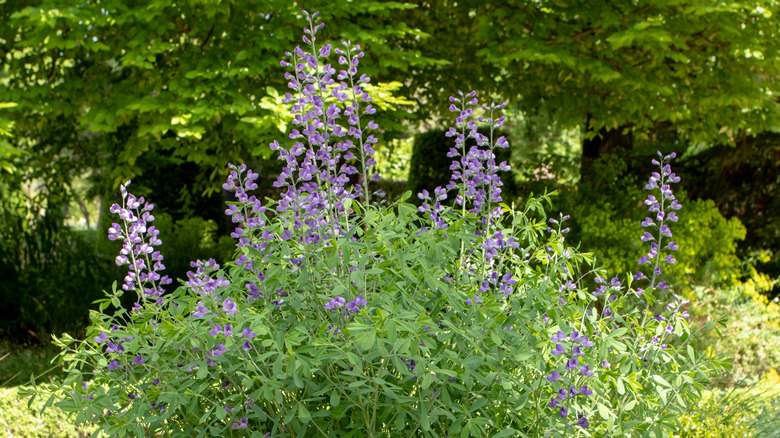 A flowering blue false indigo shrub growing in a large, tree-filled backyard.