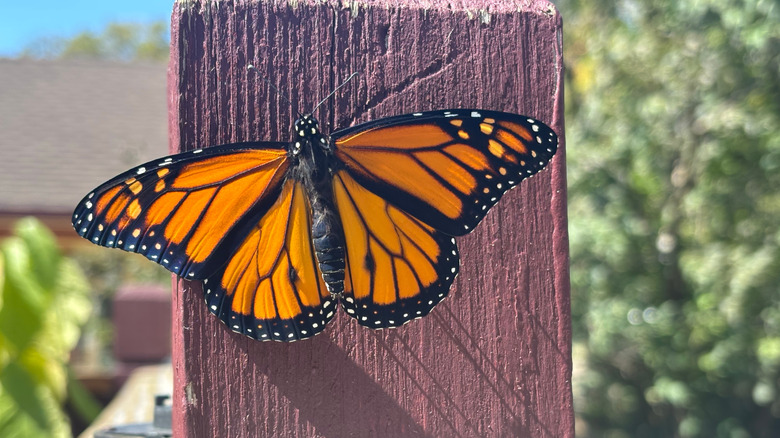 A monarch butterfly rests on a painted wooden deck fence post in a backyard.