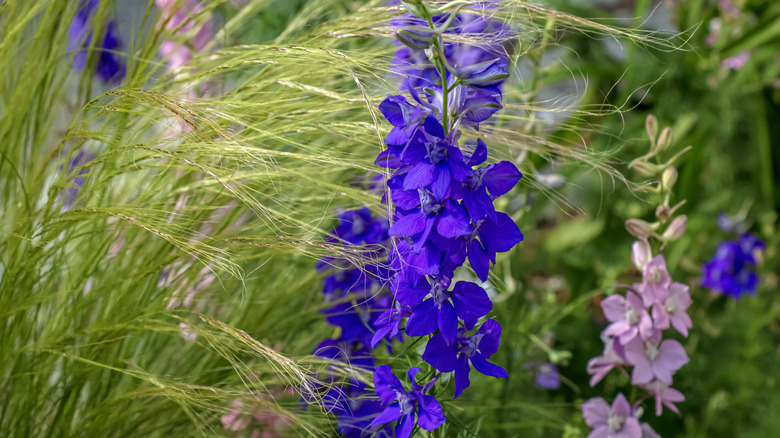A closeup of the striking purple flowers of rocket larkspur