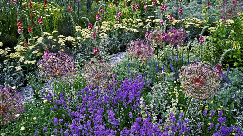 A pretty cottage flower garden filled with a range of different blooms