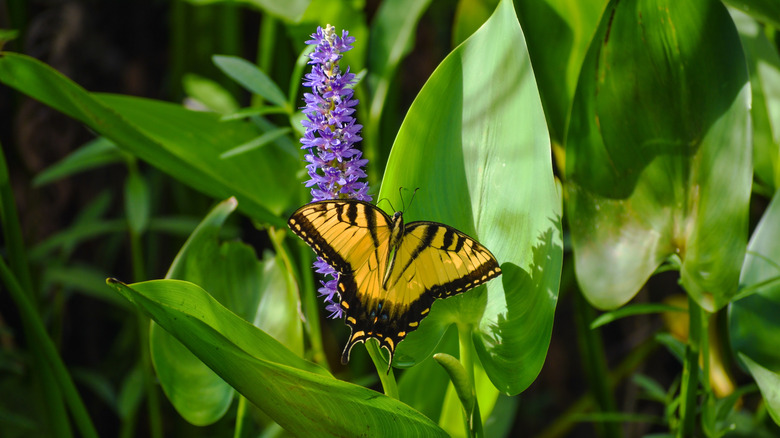 Butterfly resting on pickerelweed.