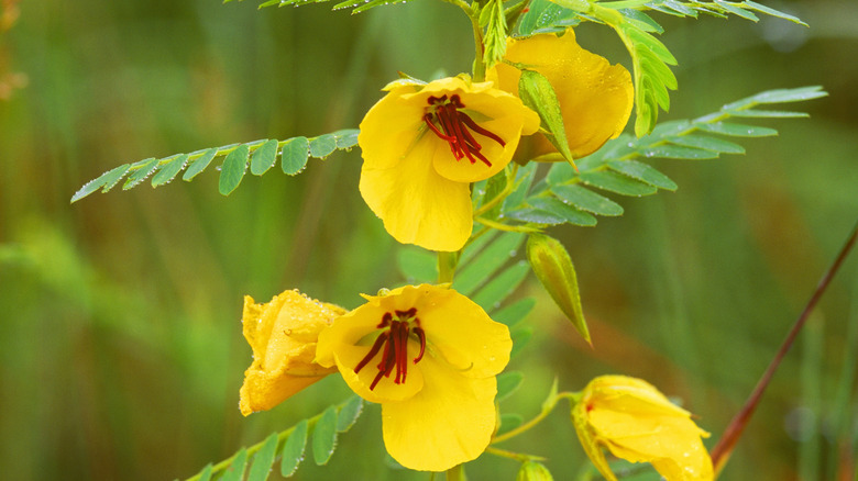 Partridge pea flowers up close