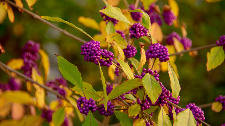 Beautyberry shrub grows with yellow leaves and purple berries