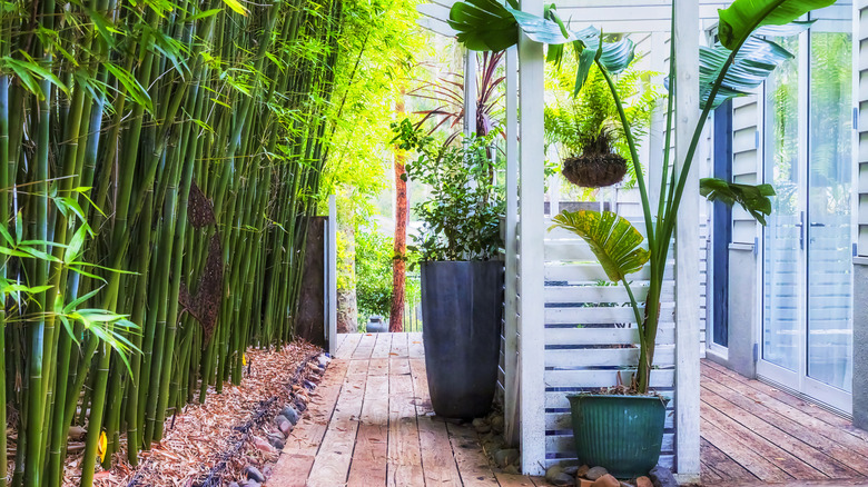 Bamboo plants growing on the side of a walkway near a home.