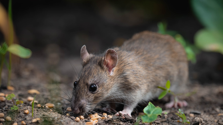 A brown rat in a garden.
