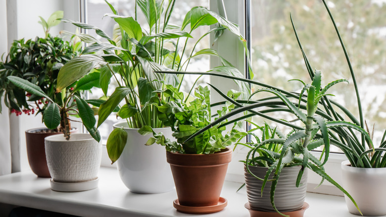 A windowsill full of houseplants.