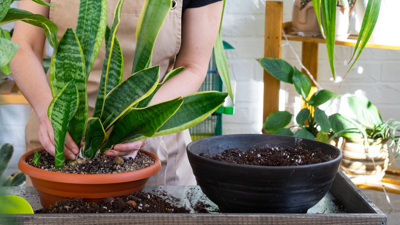 A professional repots a snake plant into a larger container.