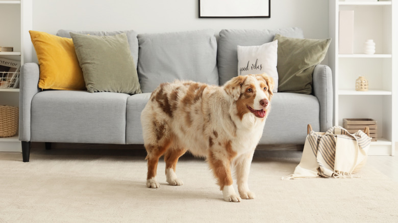 Dog standing on wall-to-wall living room carpeting