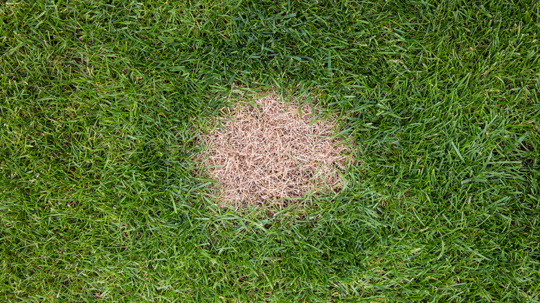 Brown patch of lawn grass