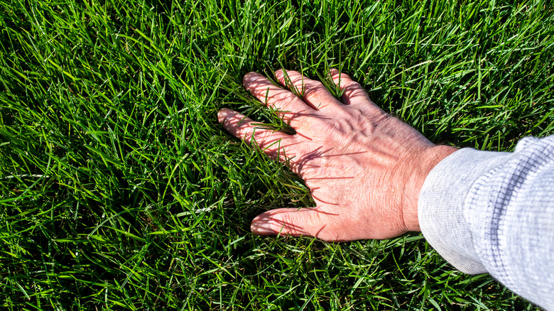 Person touching lush lawn