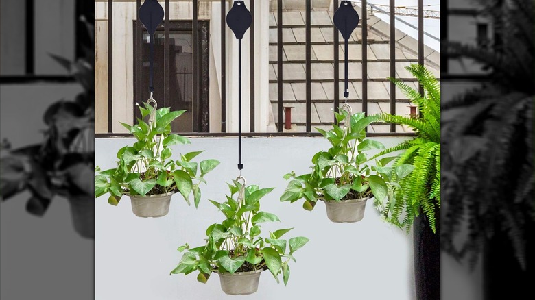 Pothos plants on retractable plant hangers