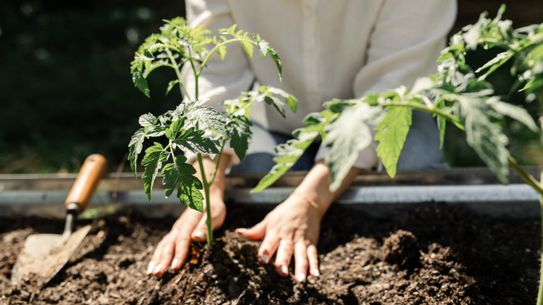 Gardener planting tomato plants deep in soil