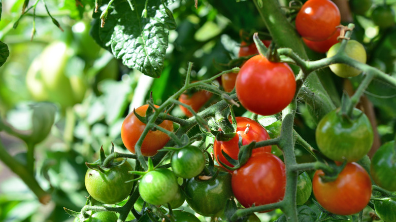 Green and red tomatoes on tomato plant