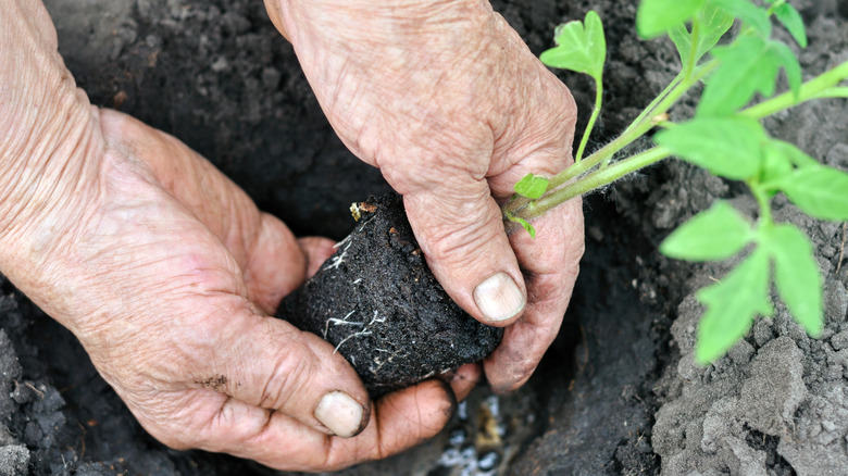 Senior hands holding the root ball of a tomato plant