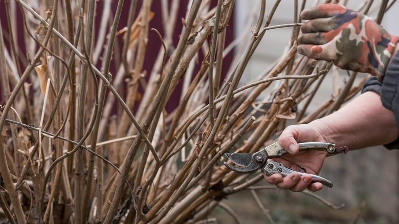 Gardener pruning hydrangea in the spring