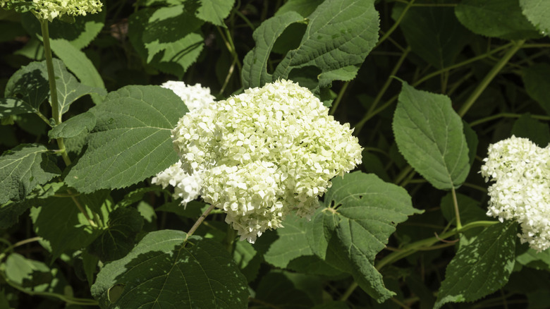 Big cream blooms of a smooth hydrangea
