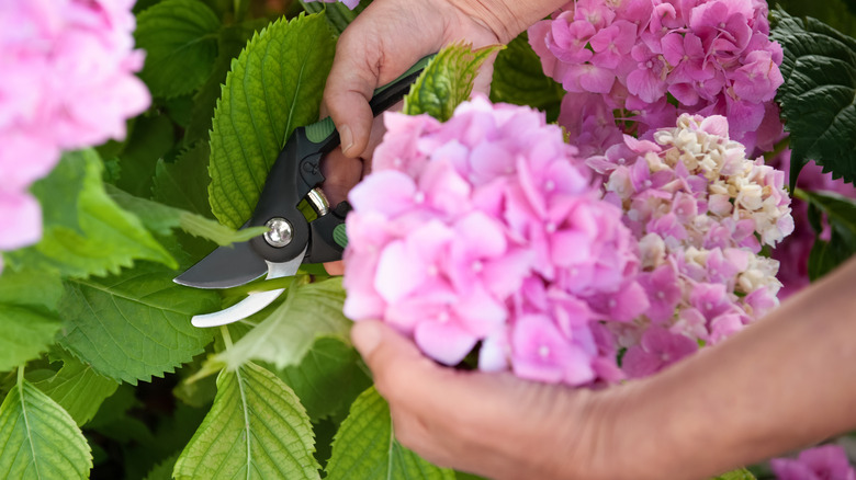 Gardener cuts a cluster of pink hydrangeas
