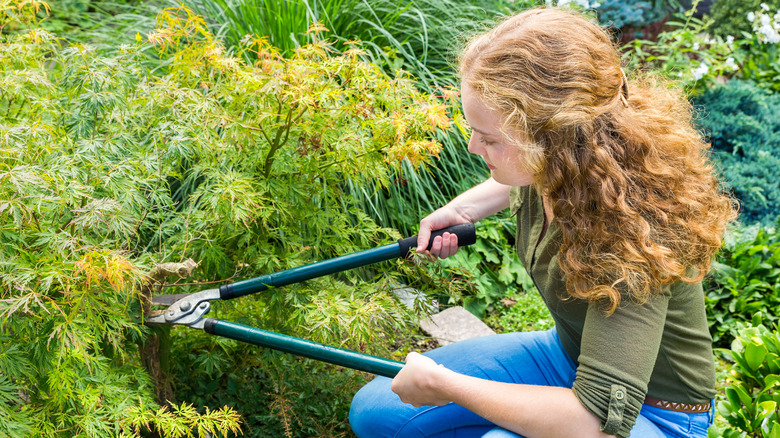Woman pruning a very young Japanese maple tree