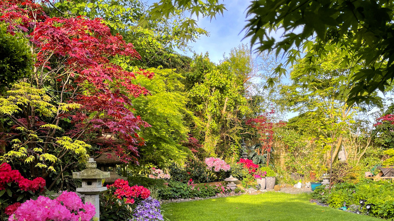 A red Japanese maple tree standing in a yard with other maples and plants.
