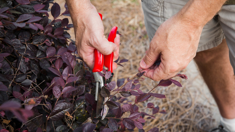 Hands using pruning shears to cut the branch of a Chinese fringe flower shrub.