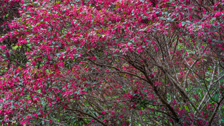 Chinese fringe flower shrub with vibrant, fuschia blooms.