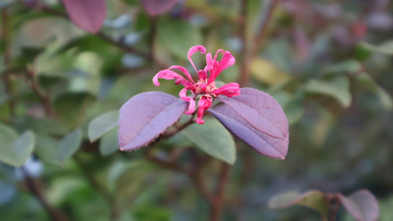 Chinese fringe flower with a pink bloom and dark purple foliage.