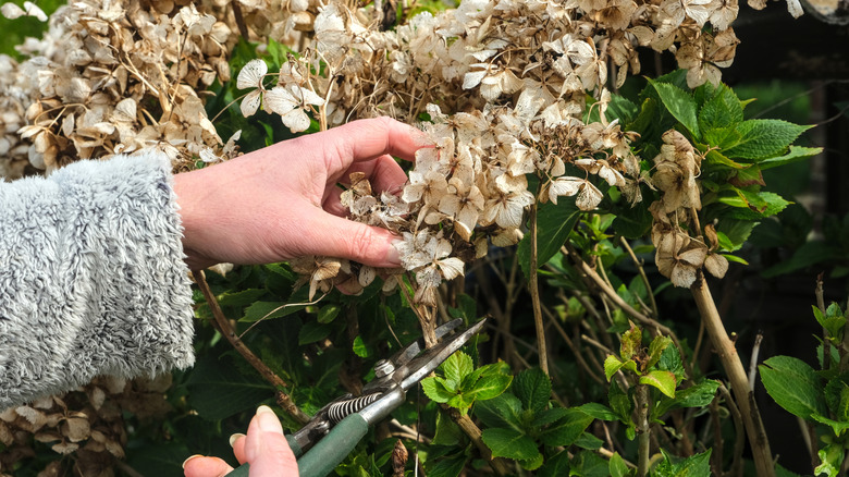 Gardener deadheading blooms from hydrangea
