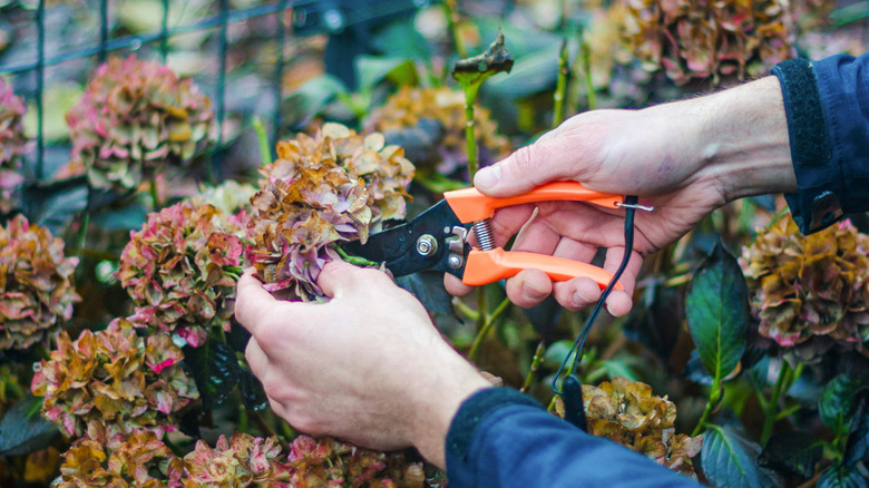Gardener pruning broadleaf hydrangea